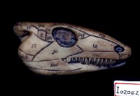 藏品(脊椎動物頭部演化)的圖片